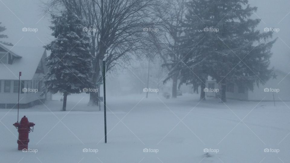 Winter, Snow, Cold, Tree, Weather