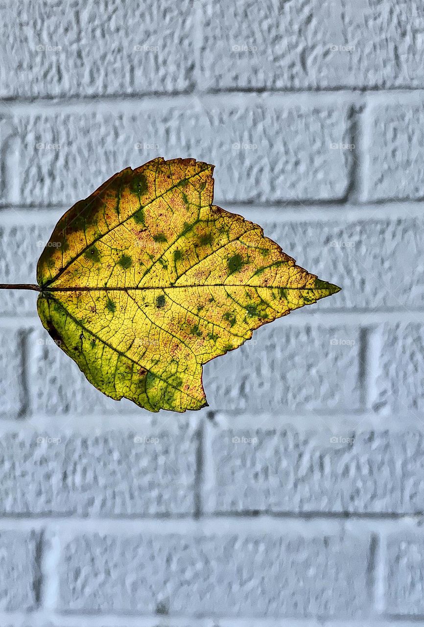 Bright yellow leaf against brick wall backdrop, fall leaves turning color, colorful leaves of the fall in the MidWest