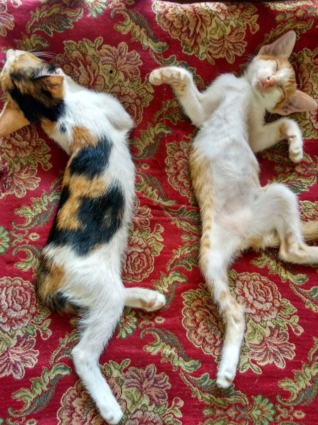 Real Cats and Dogs in Real Life