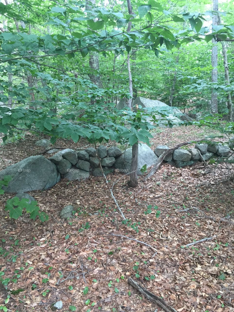 Ruins of an old stone wall in the woods of Dogtown, Massachusetts, near Gloucester. The summertime forest is green.