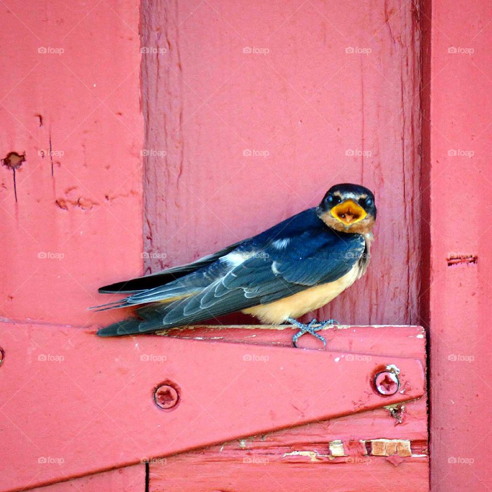 Barn Swallow 