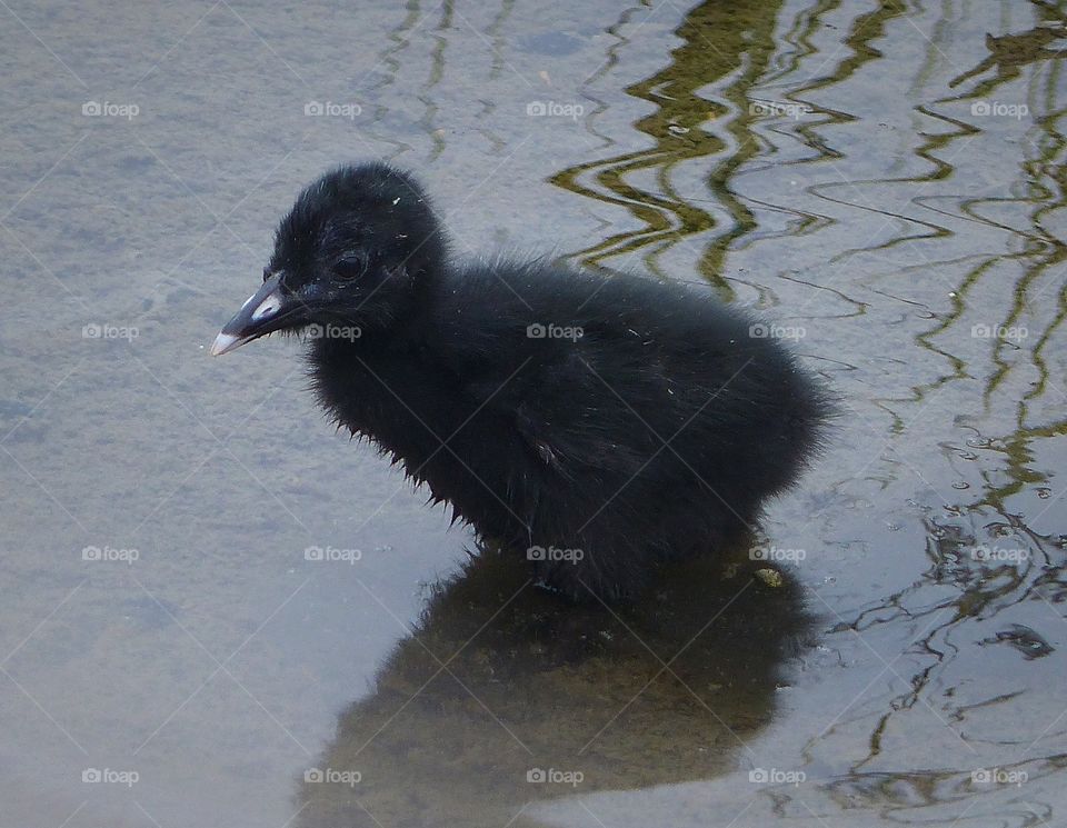 Clapper Rail baby chick