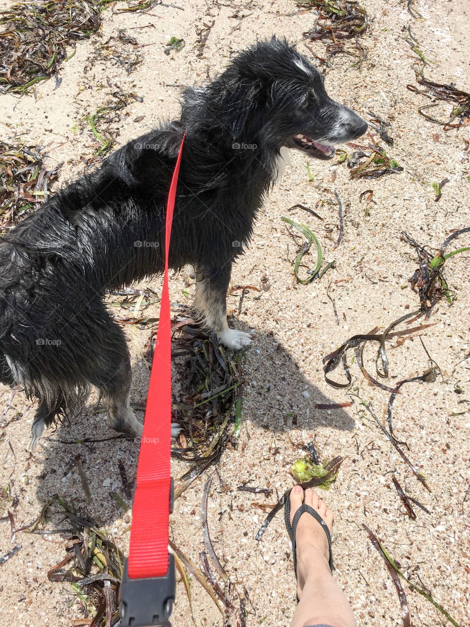 A leisurely walk on the beach with border collie sheepdog red leash, shoreline rear view