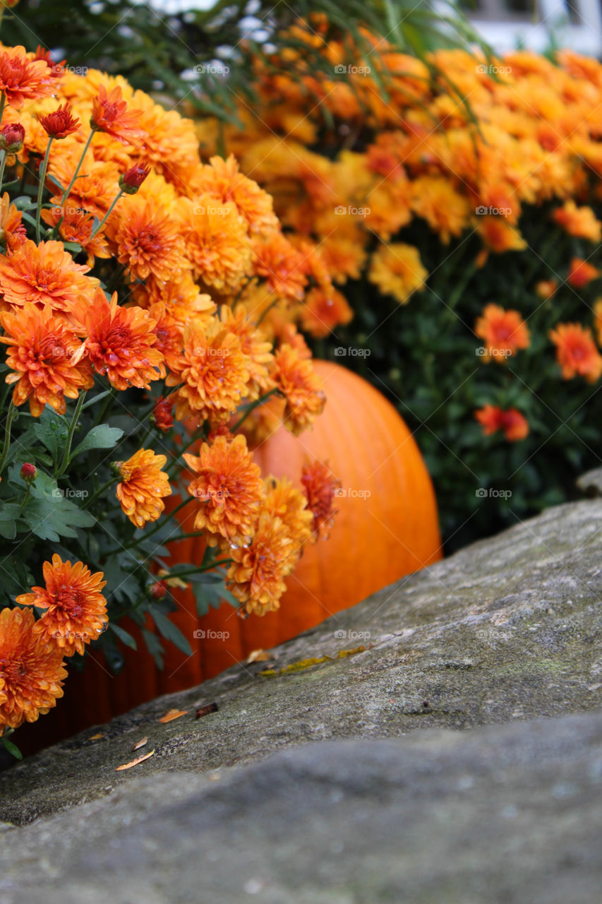 fall mums and a pumpkin create a colorful autumn scene