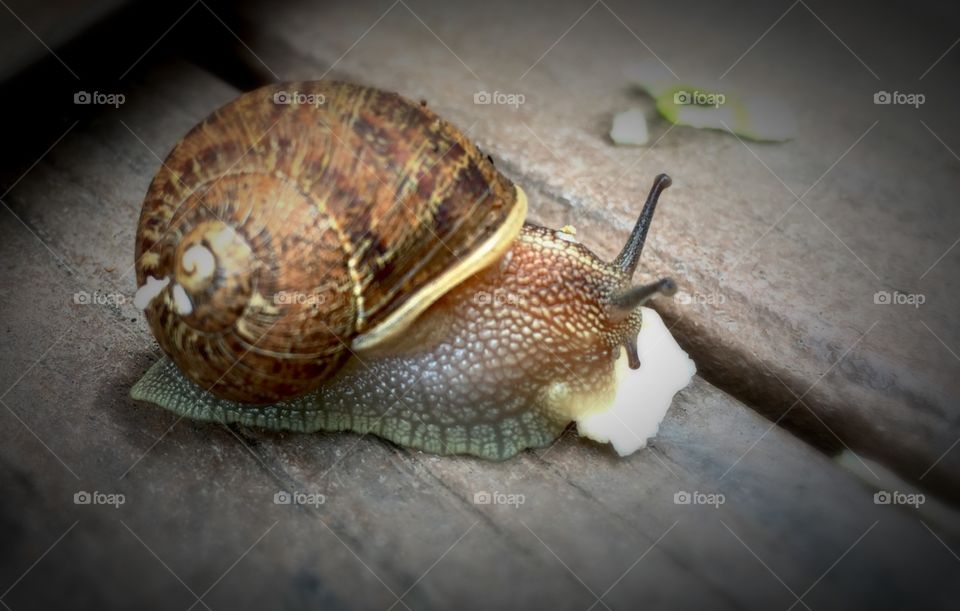 Hungry Snail