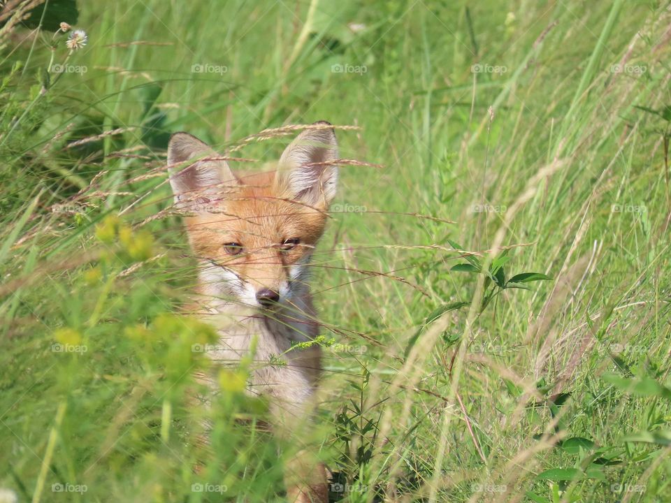 Young fox in a summer meadow