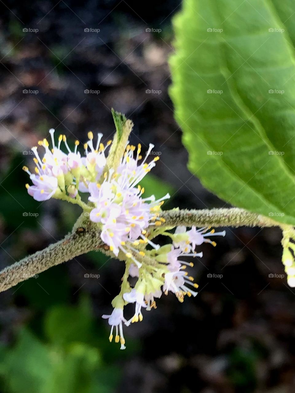 One more closeup of the pink flowers from a beauty berry plant basking in the morning sun. 