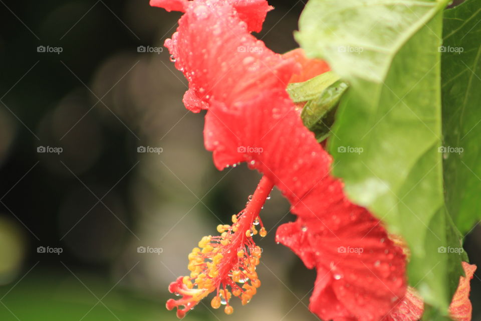 After one of our many summer rain storms New Orleans is bursting with color. Couldn't pass up capturing this beautiful hibiscus. 