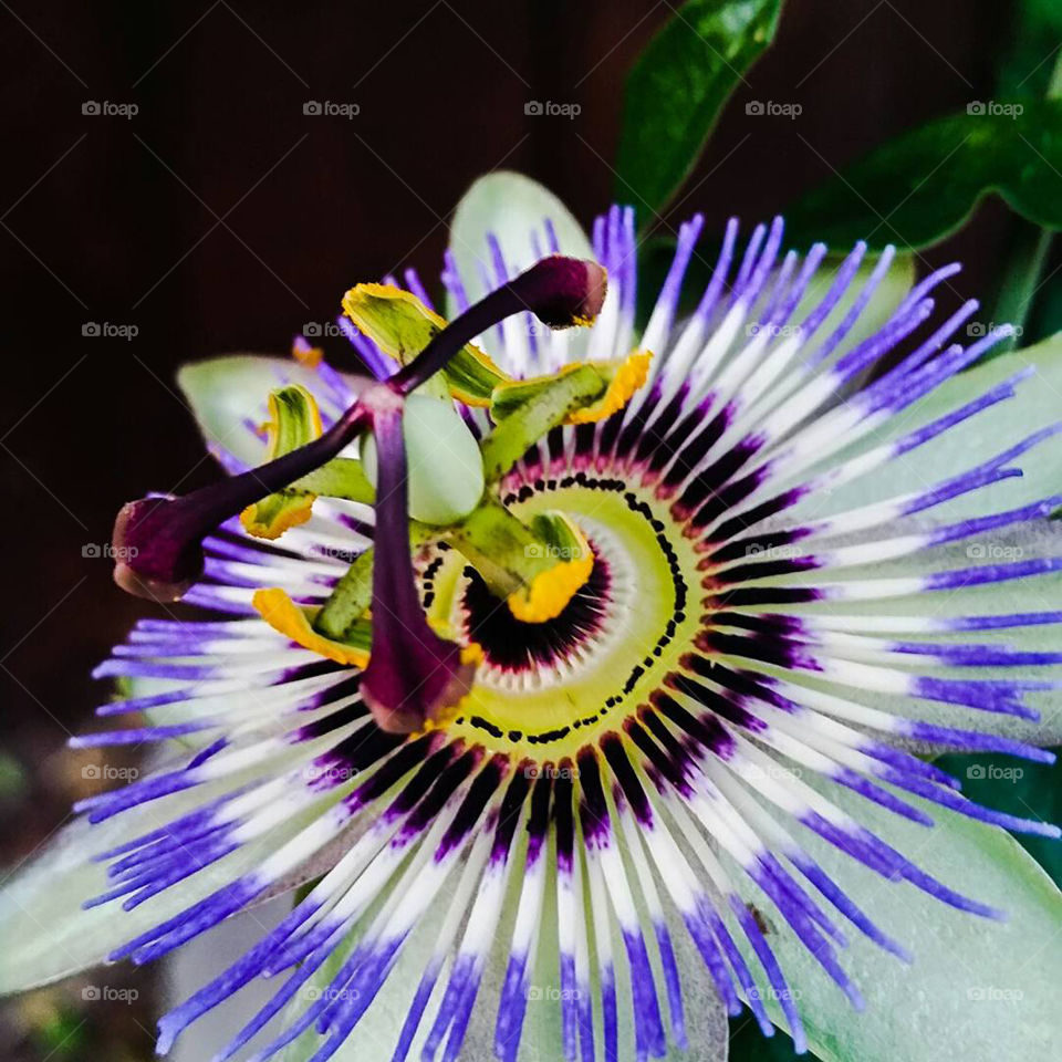 passion flower