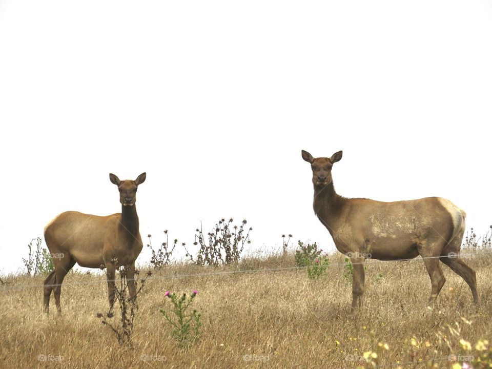 Two Female Elk