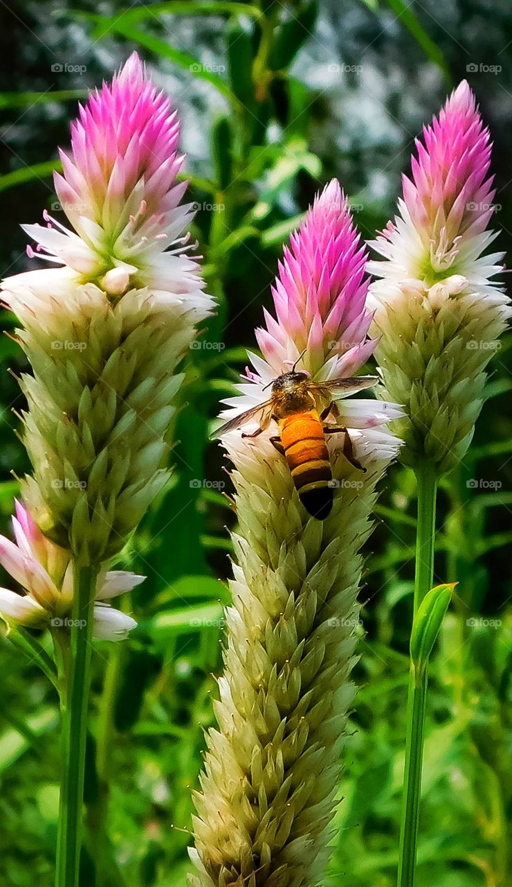 Bee and flowers