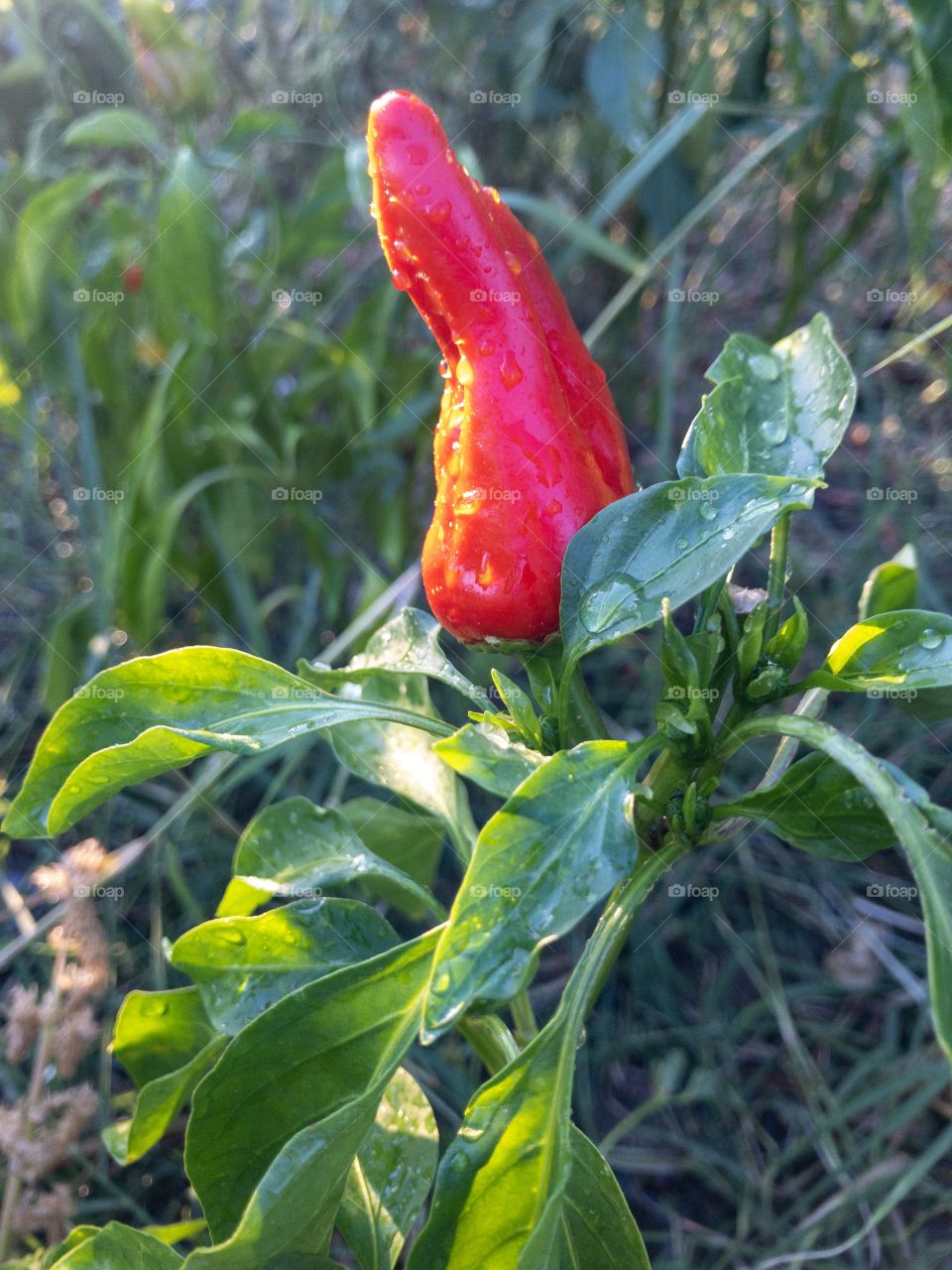 red hot pepper in the garden