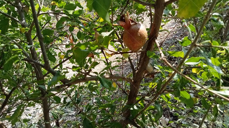 Pomegranate fruit in front of my farm house 🏡