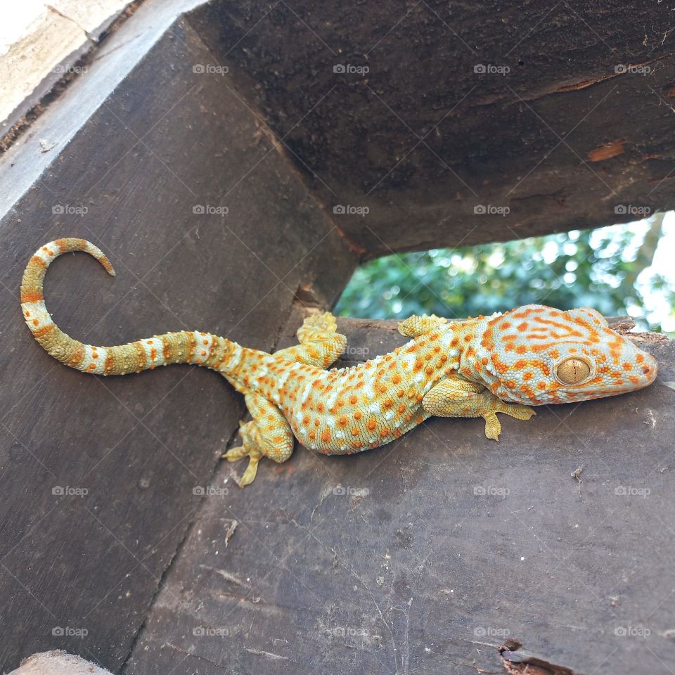 The house gecko or by the layman simply called the gecko is a type of lizard from the genus Gekko, tribe Gekkonidae. It is called the house gecko because this gecko is very often found in the human environment