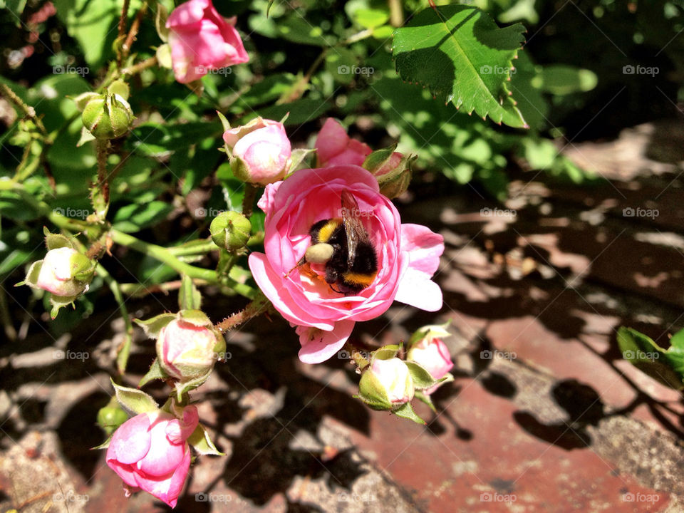 sweden pink göteborg summer by matsvart