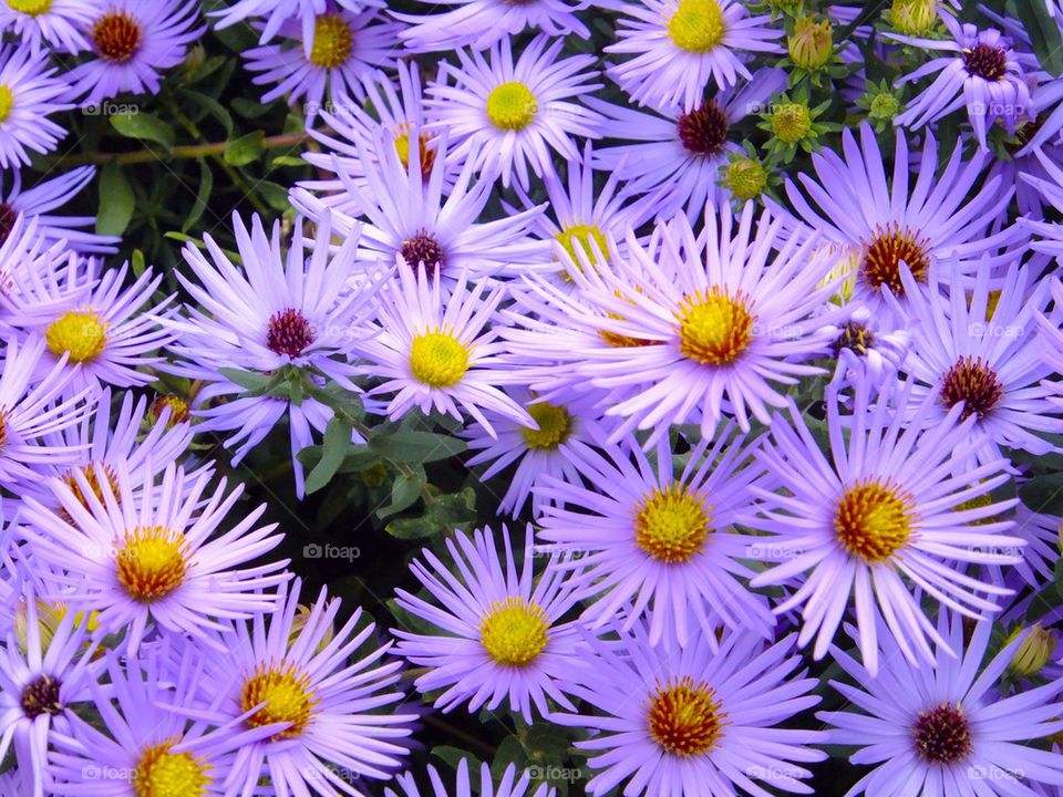 NEW YORK CITY HIGH LINE PARK PURPLE FLOWER