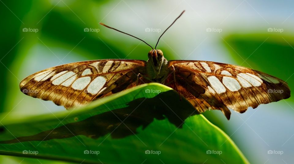 Butterfly Looking At You, Butterfly On The Edge Of Leaf, Butterfly Portrait, Closeup Of A Butterfly, Designs On The Wings Of A Butterfly, Details In Nature 