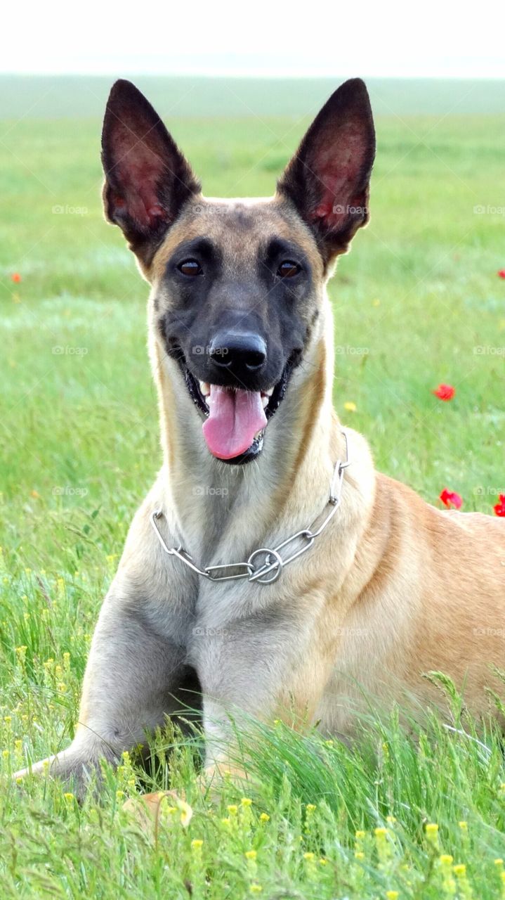 Wallpapers dog malinois