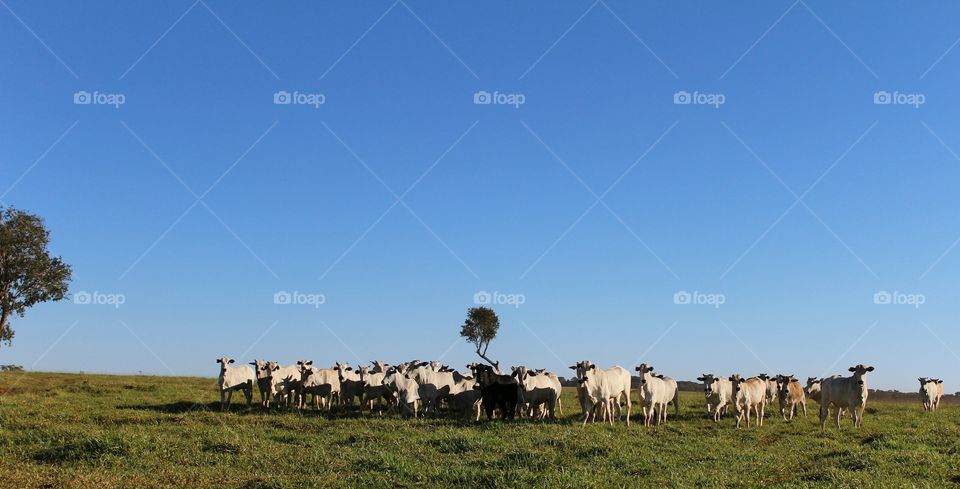cattle breeding