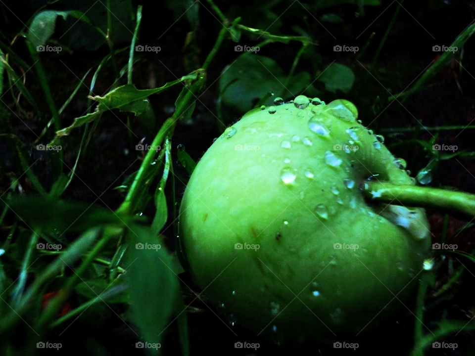 sn apple after rain