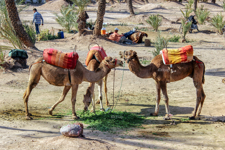 Camels in Morocco 