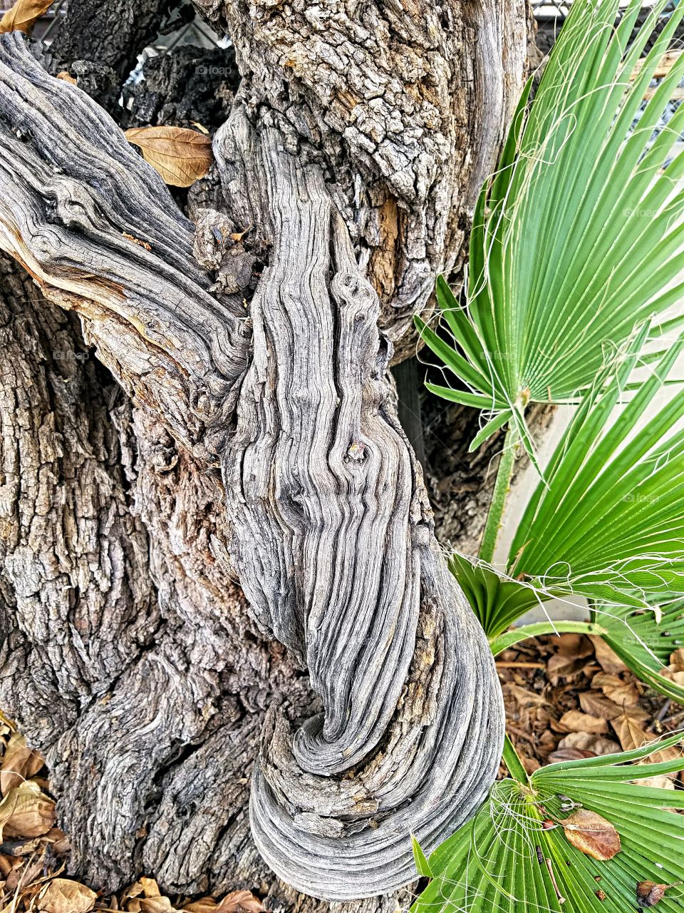 Gnarled tree trunk!