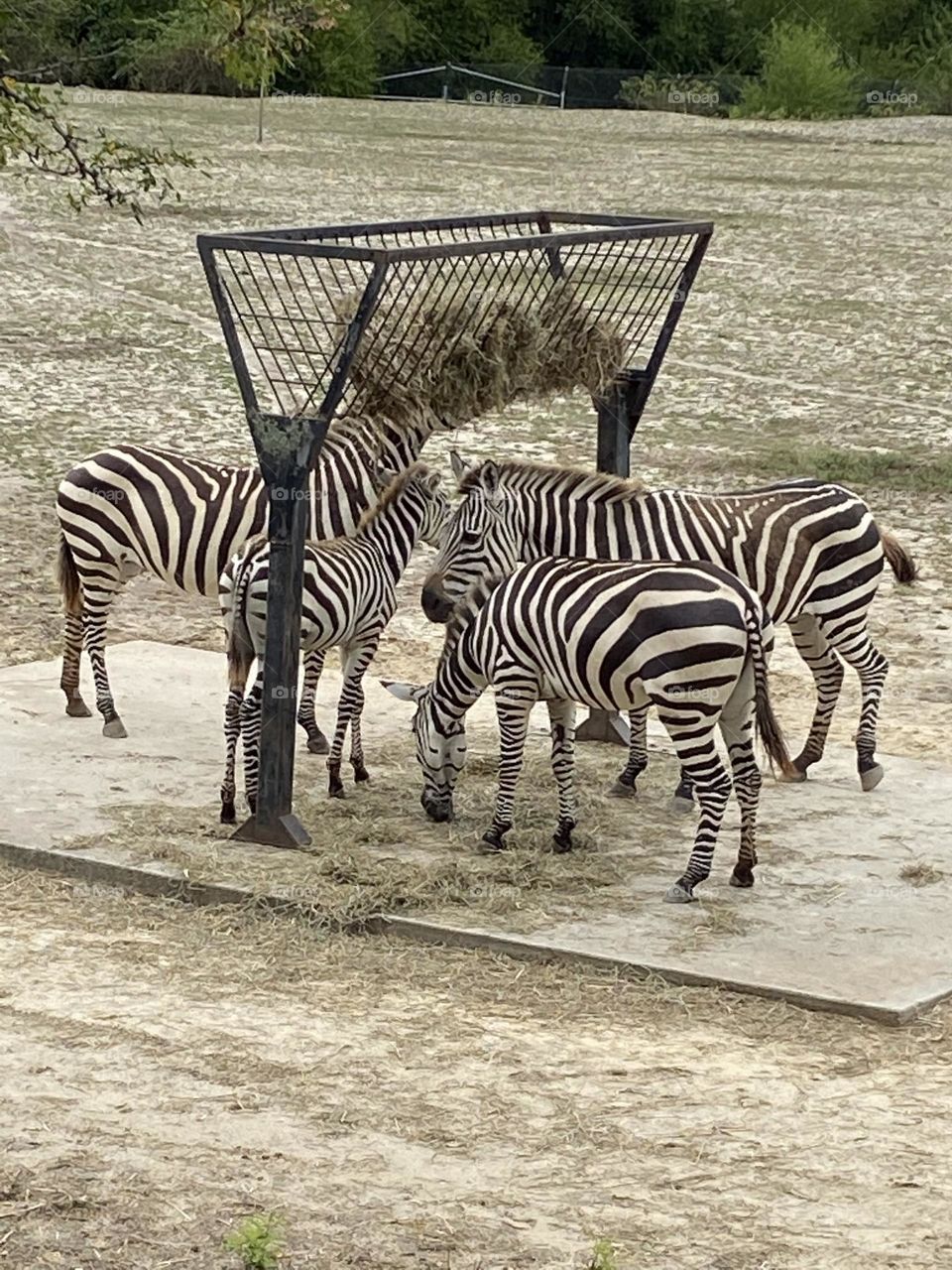 Zebras feeding in their enclosure at the Cape May County Park & Zoo in Cape May, NJ