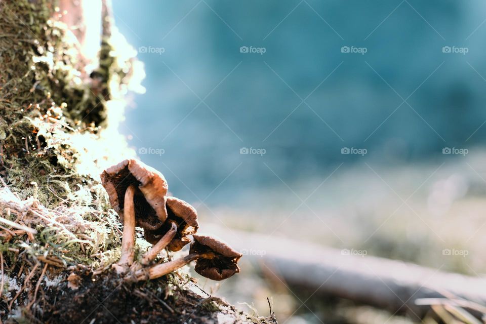 the forest floor is a tapestry of earthy hues