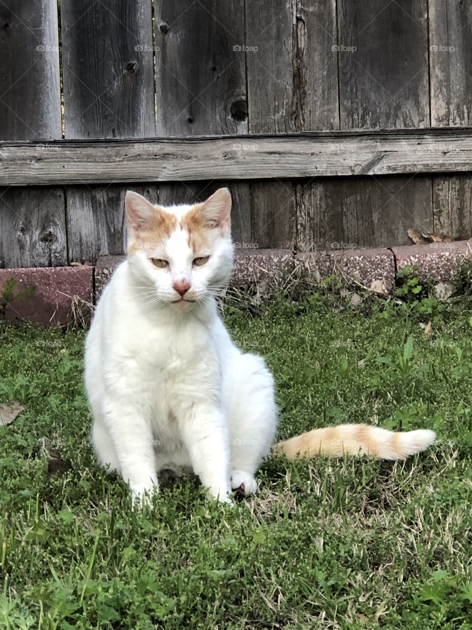 Cute sitting cat