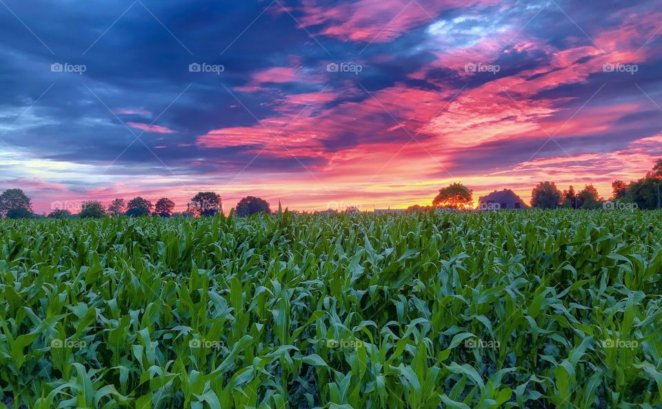 Dramatic red fiery sky at sunrise over a farmfield of corn crop