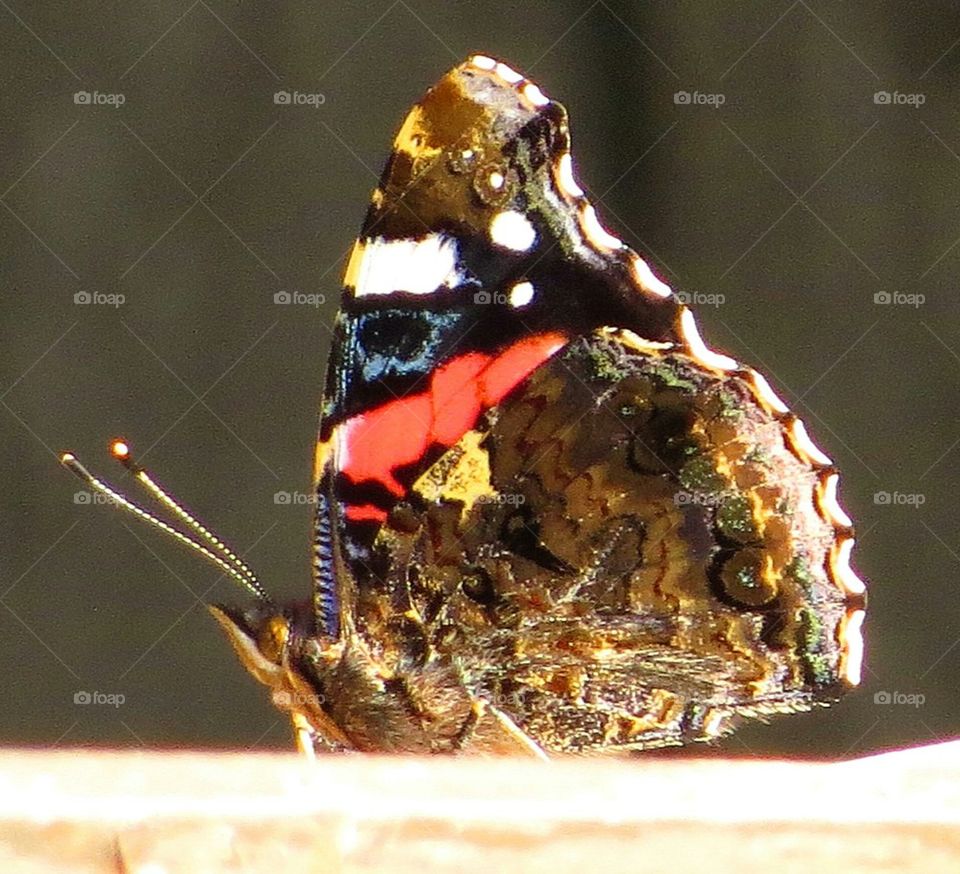 gorgeous butterfly