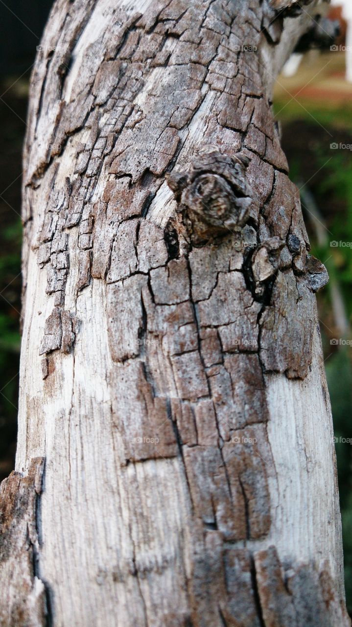 Gumtree . The dry bark on a Gumtree 