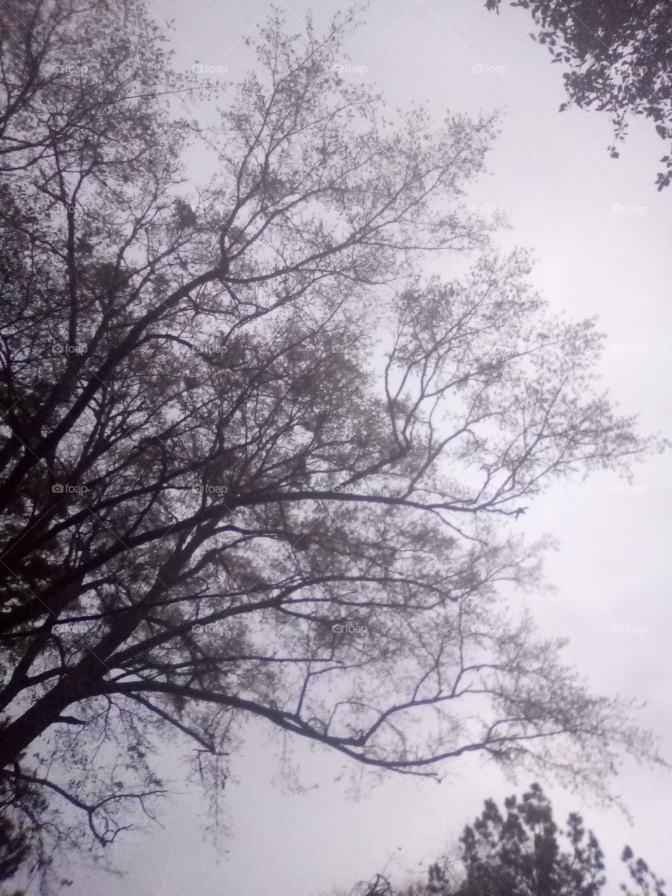 Tree, Landscape, Wood, Branch, Season