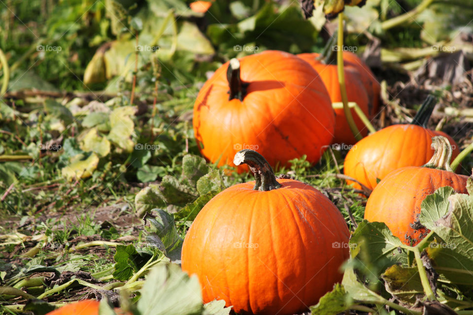 Pumpkins in a pumpkin field