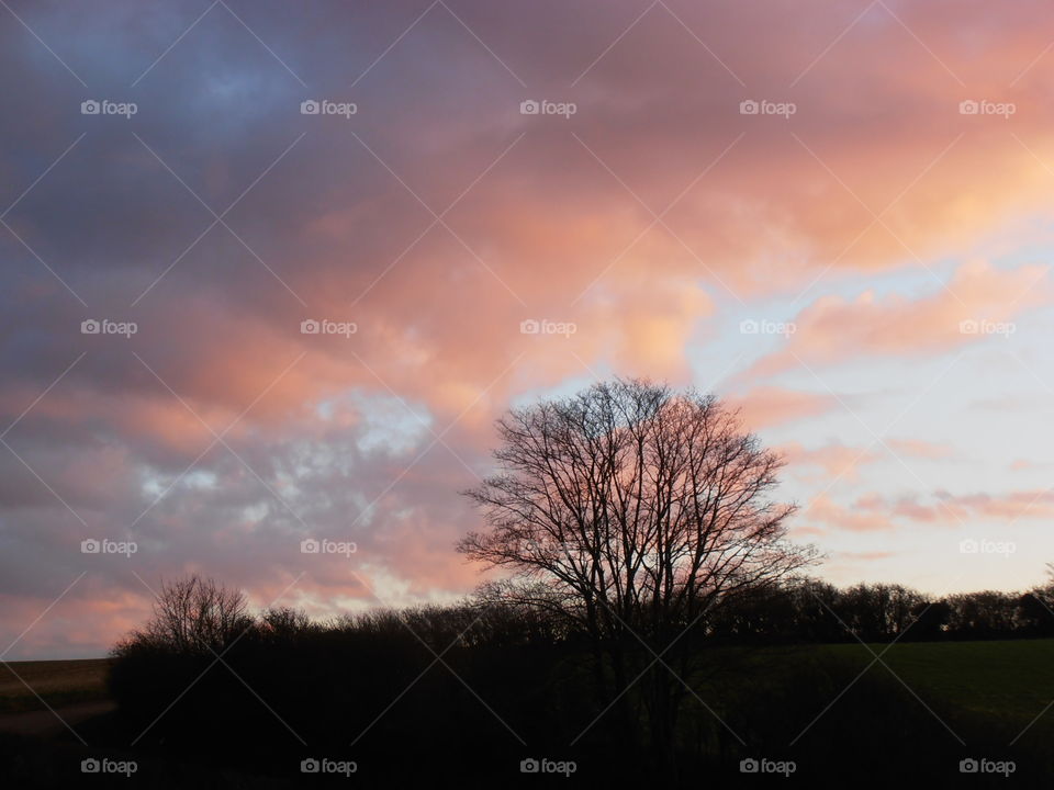 Tree And A Pink Sky