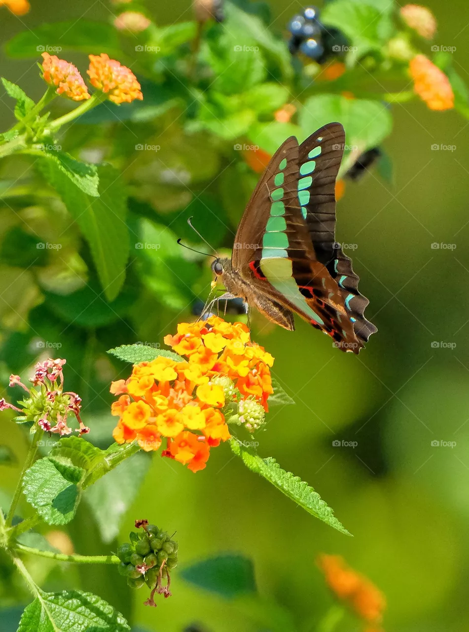 green butterfly