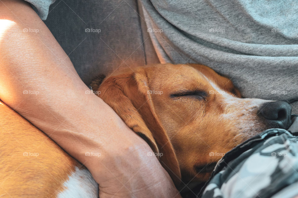 Dog, Portrait, Animal, Pet, One