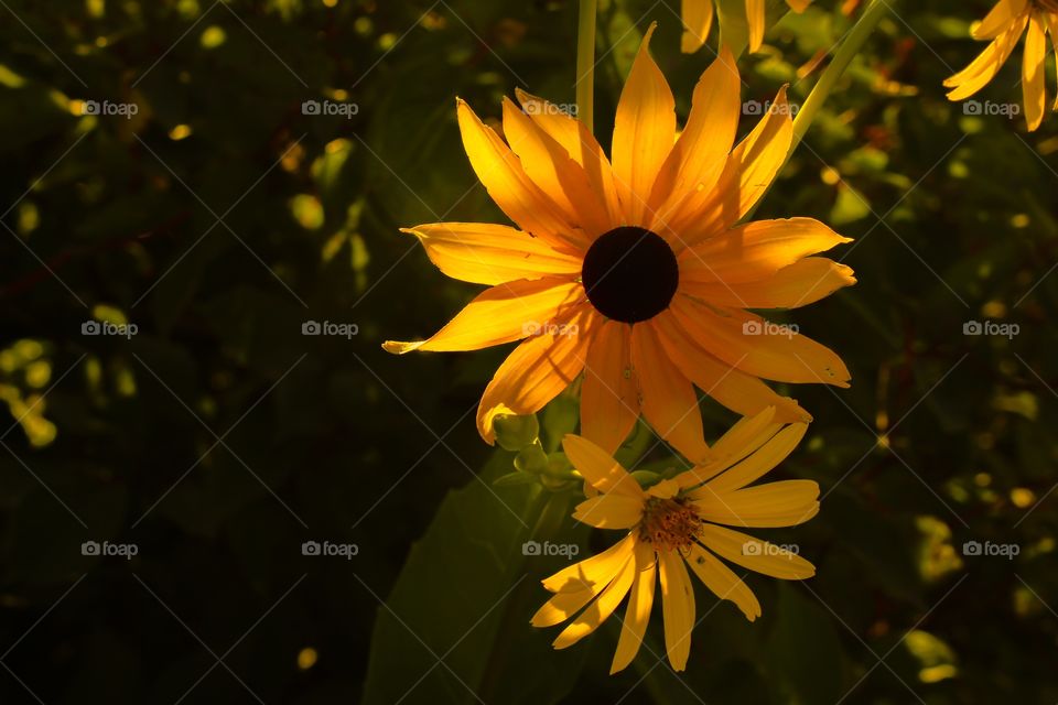 Close-up of yellow flowers