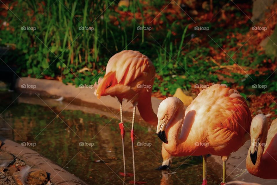 Flamingos at the Akron Zoo 