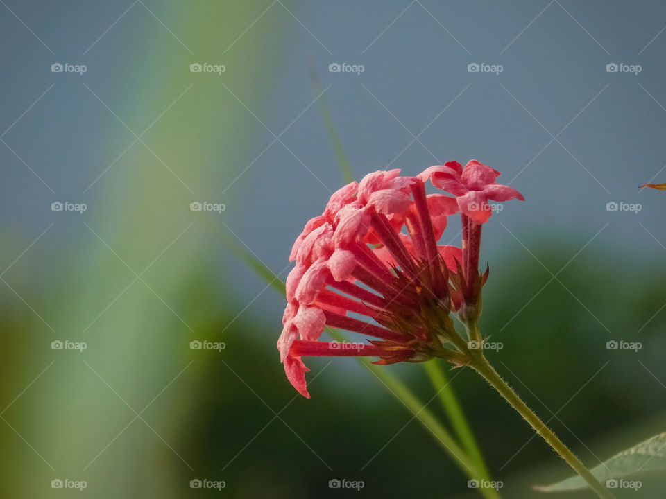 Pink coloured flower head with small florets having beautiful background.
