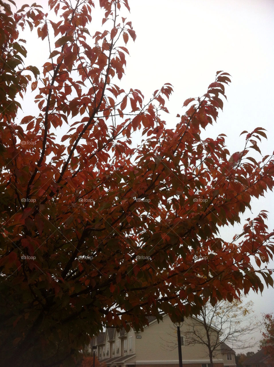 red tree leaves autumn by tonyalynn