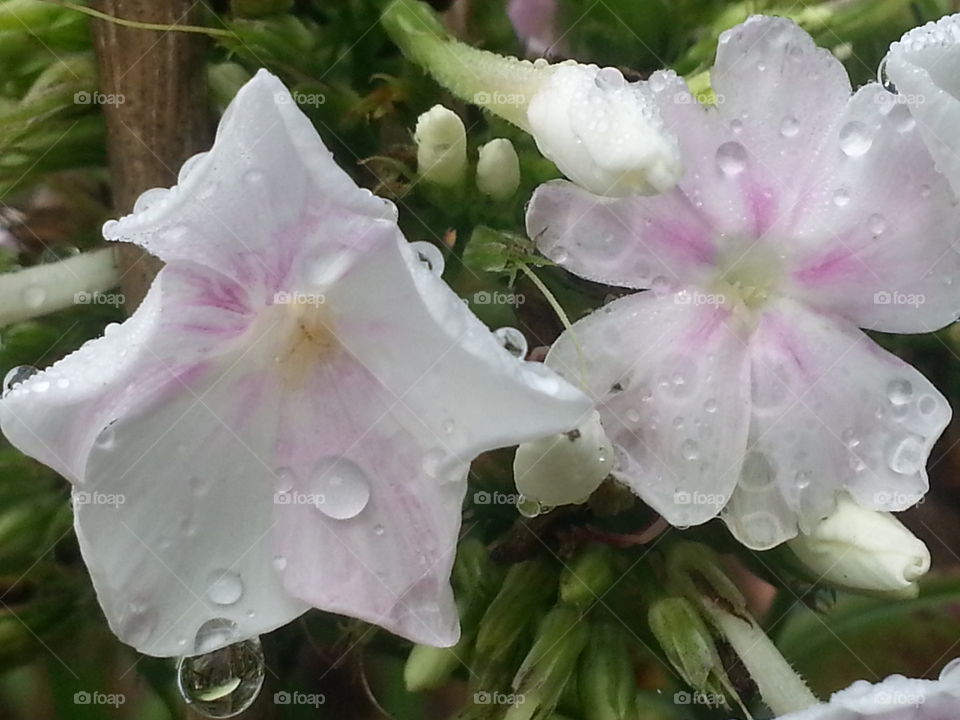 Raindrops on Pinkish White Tall Phlox