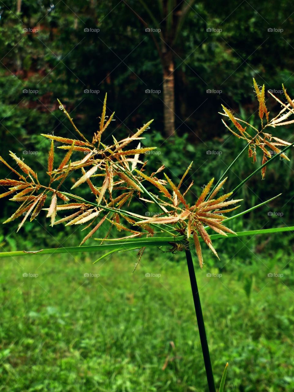 golden flower