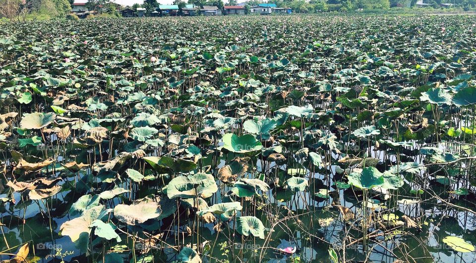 Lotus field