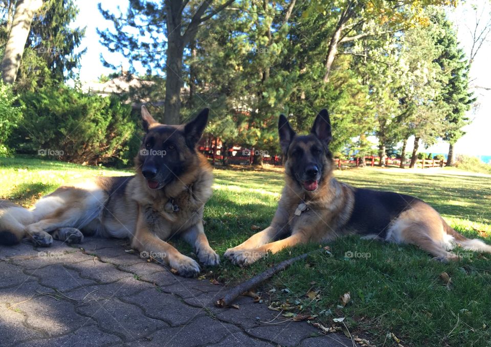 Two dog sitting on grass