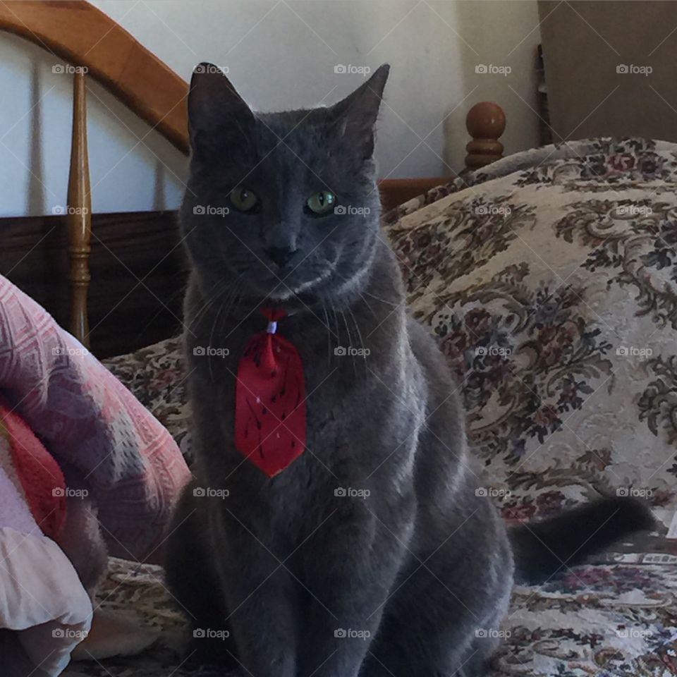 Cat in tie!