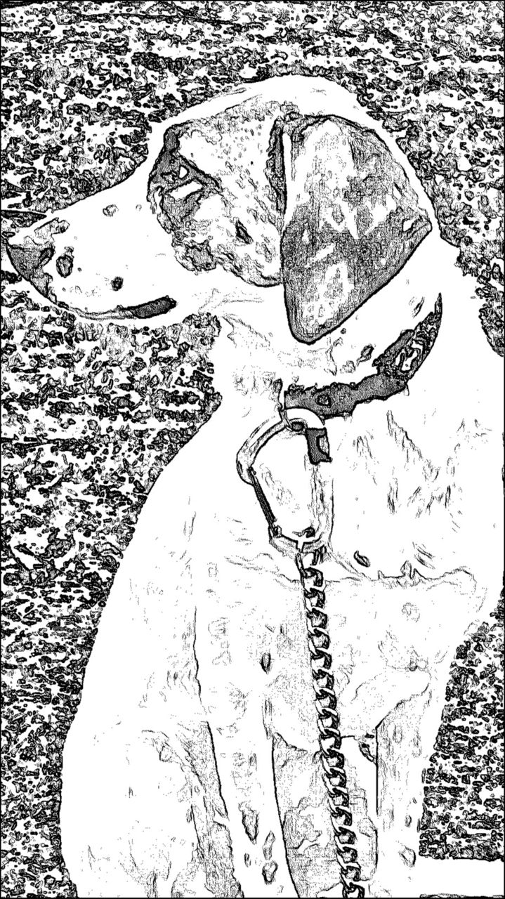 You ain't nothin but a hound dog