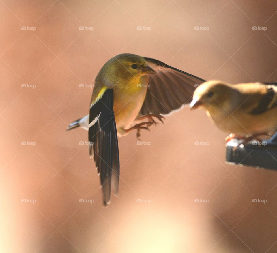 Goldfinch Landing on Bird feeder 