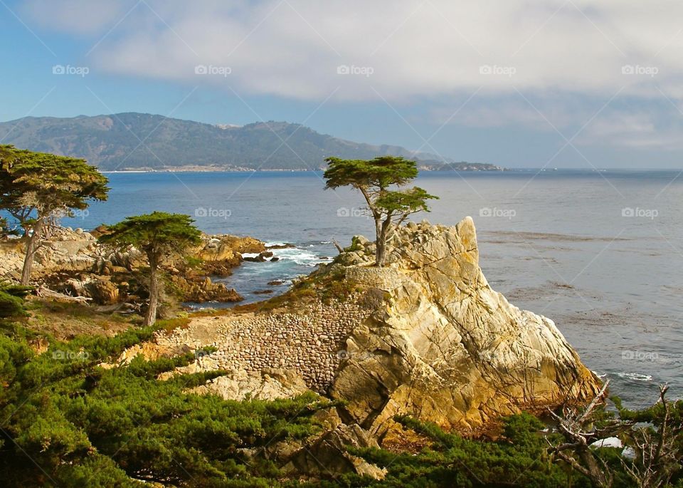 The Lone Cypress