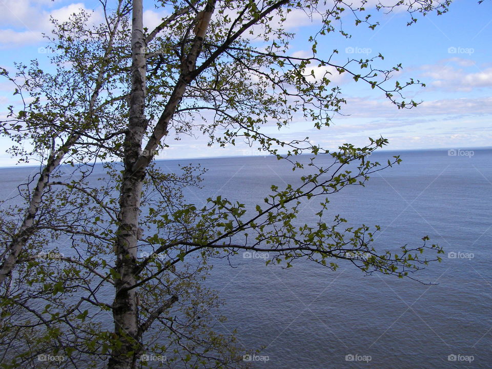 Lake Superior behind the tree